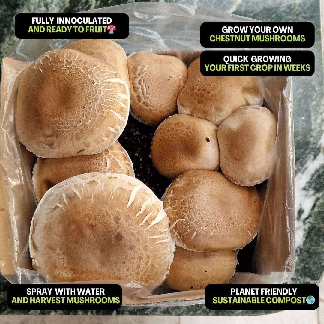 Chestnut Mushrooms Home Grow Kit