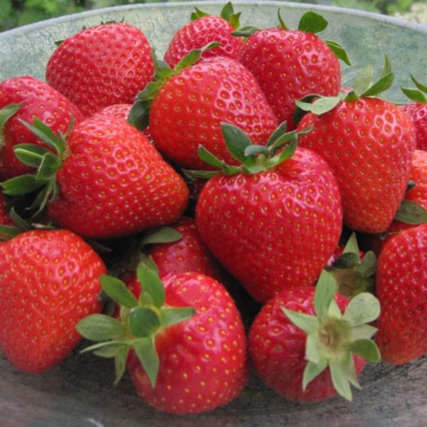 Strawberry Cupid A+ Grade Plant
