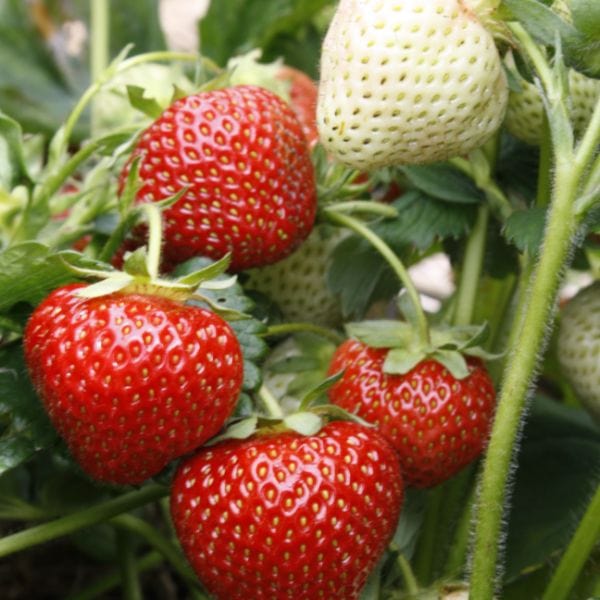 Strawberry Cupid A+ Grade Plant