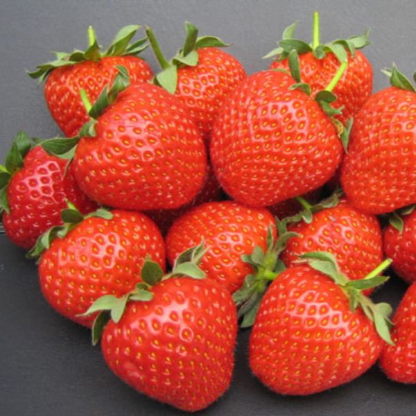 Strawberry Fenella A+ Grade Plant