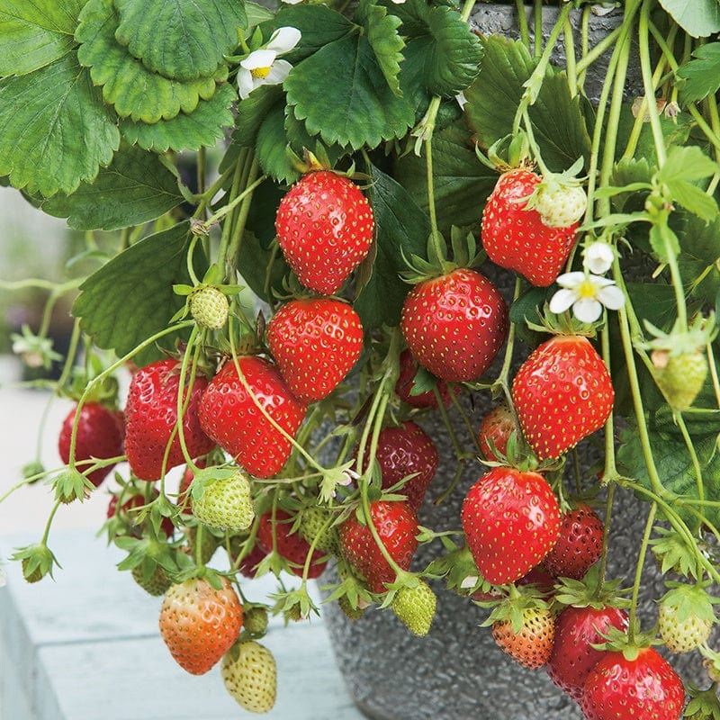 Strawberry Mara des Bois Plants (Everbearer)