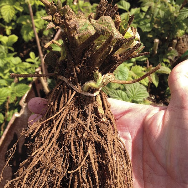 Strawberry Season Long Fruit Plant Collection