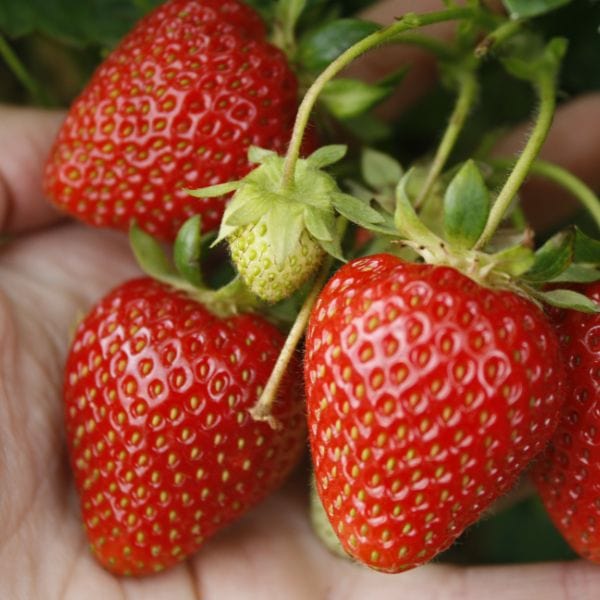 Strawberry Sweetheart A+ Grade Plant