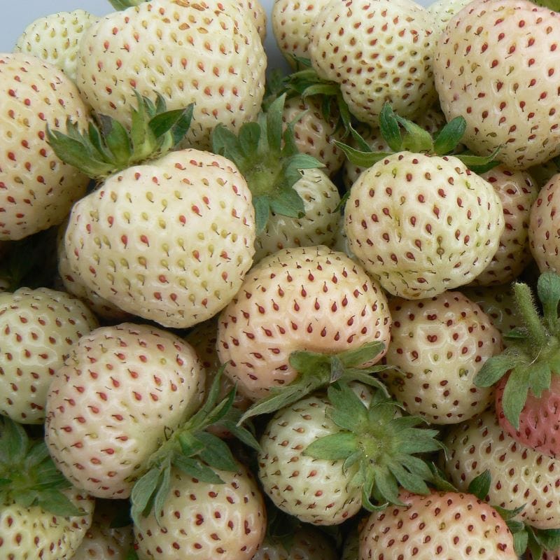 10 x Bare Root Plants STRAWBERRY Snow White (Standard Grade)