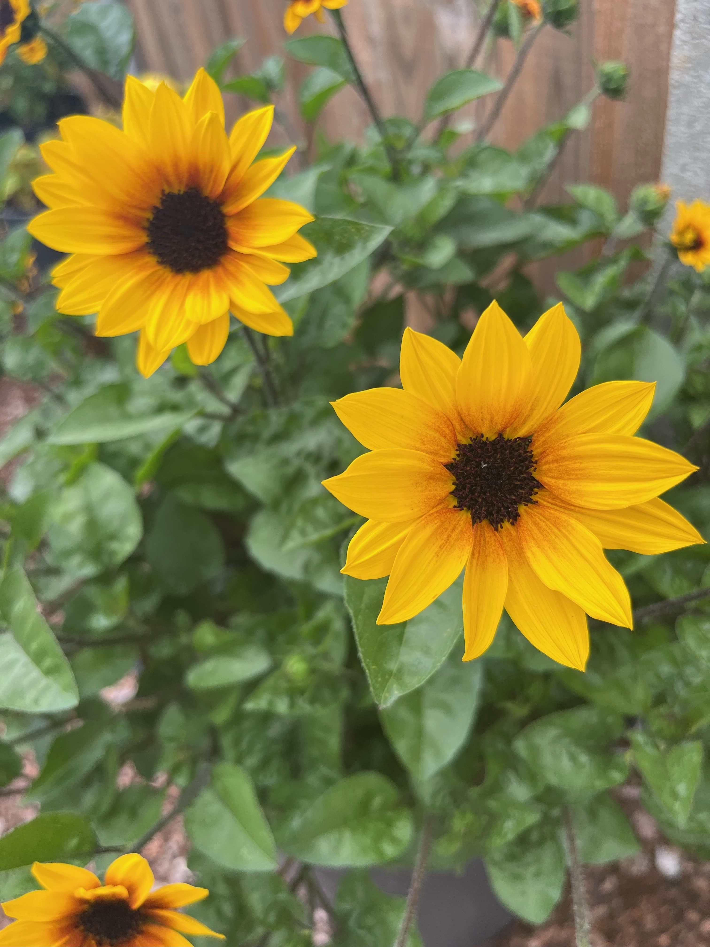 Sunflower Sunbelievable ™ Brown Eyed Girl