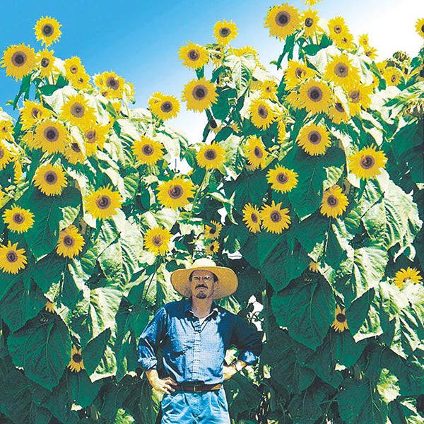 Sunflower Kong F1 Seeds from Mr Fothergill's Seeds and Plants