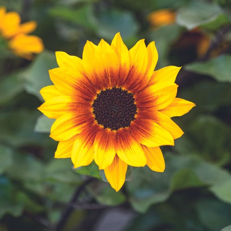 Sunflower Sunbelievable ™ Brown Eyed Girl