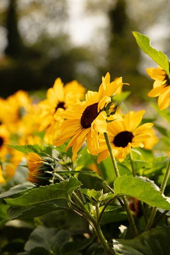 Sunflowers in a field with a blurred natural background