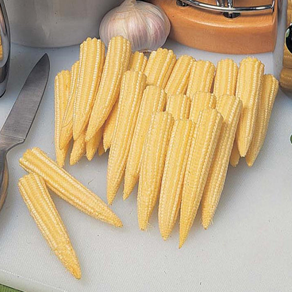 SweetCorn Minipop F1 Seeds