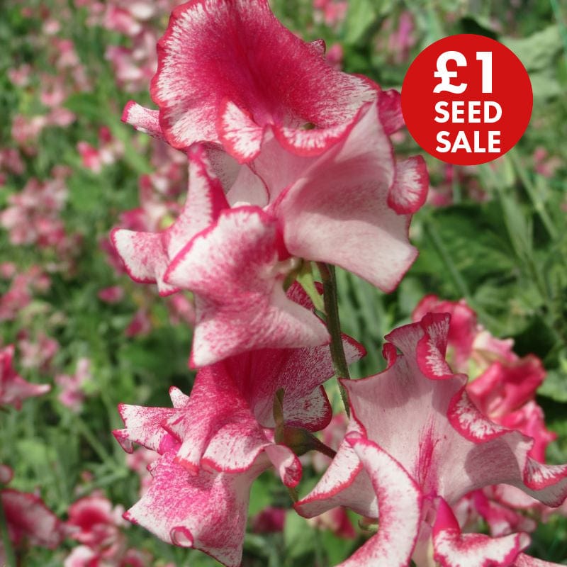 Sweet Pea Greenfingers Seeds