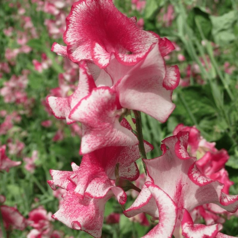 Sweet Pea Greenfingers Seeds