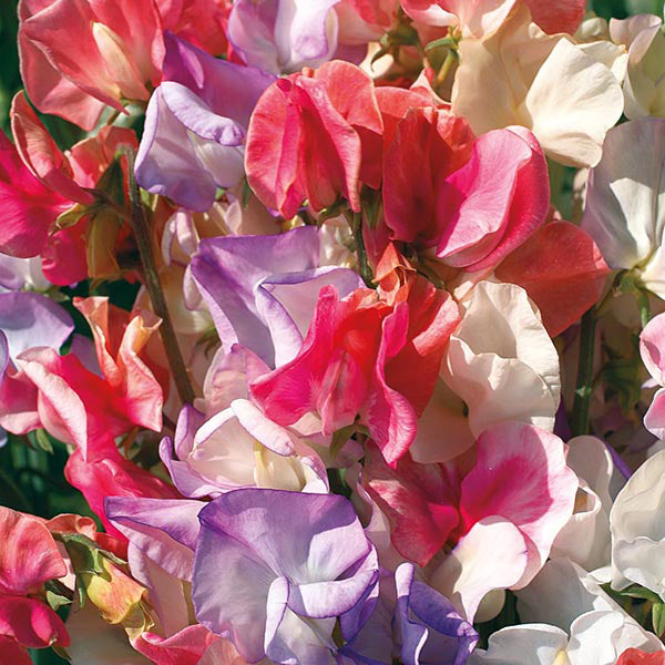 Sweet Pea Incense Mixed Seeds