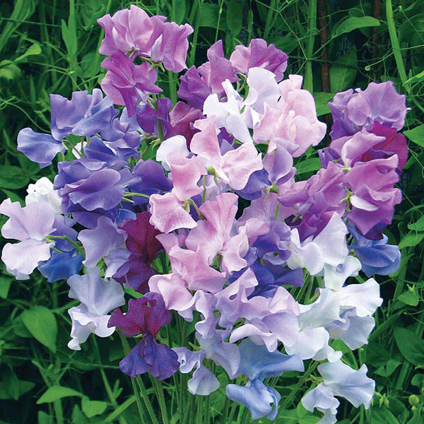 Bouquet of purple, pink, and white flowers with green leaves in the background