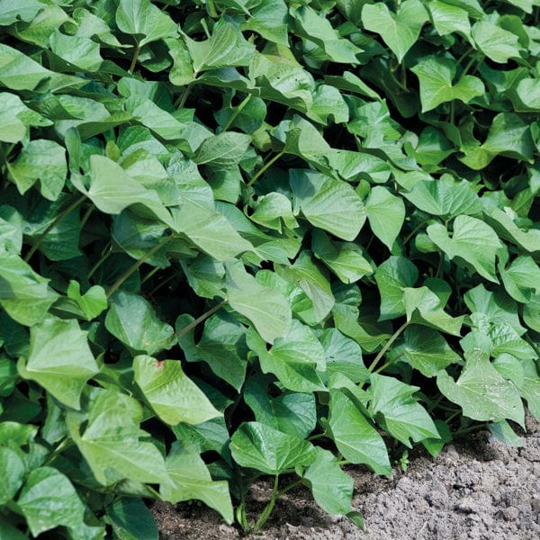 Sweet Potato Erato Orange Plants