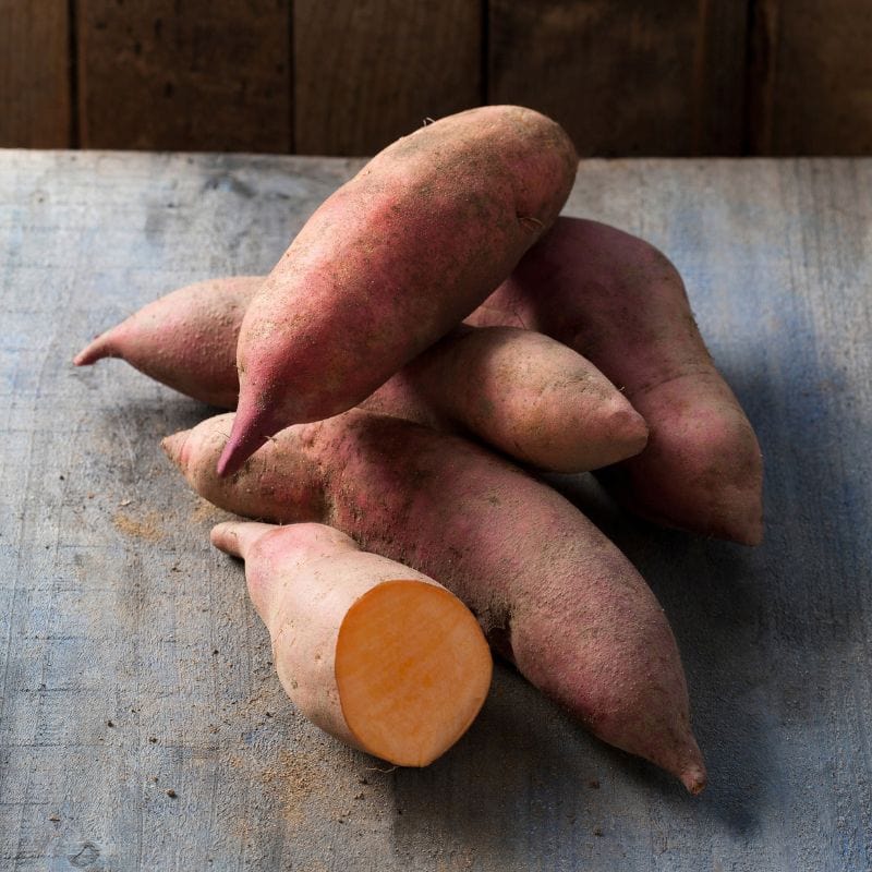 5 Young Plants Sweet Potato Erato Vineland Early Orange