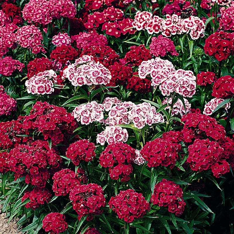 Sweet William Messenger Mix Flower Plants