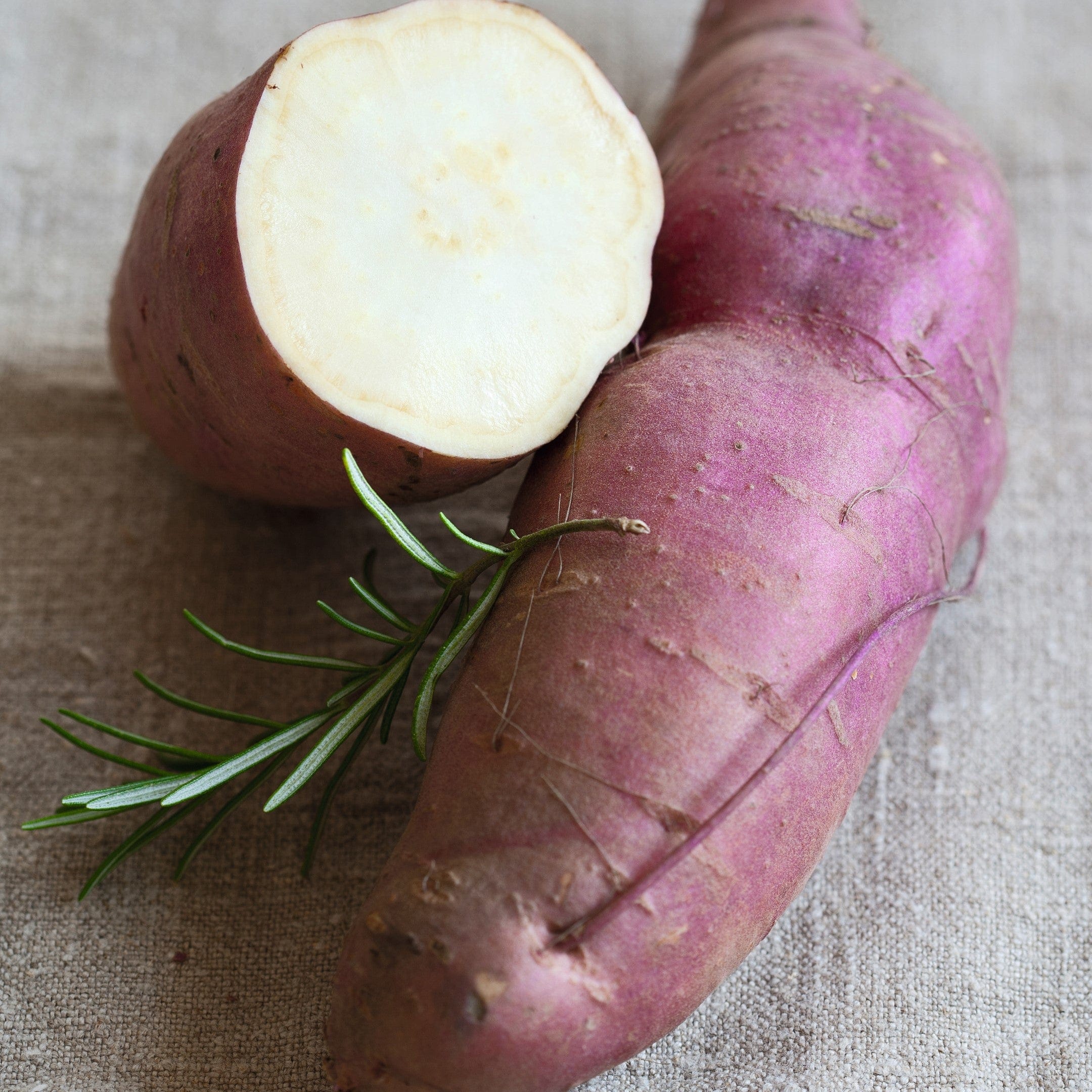 5 Plants Sweet Potato Erato White