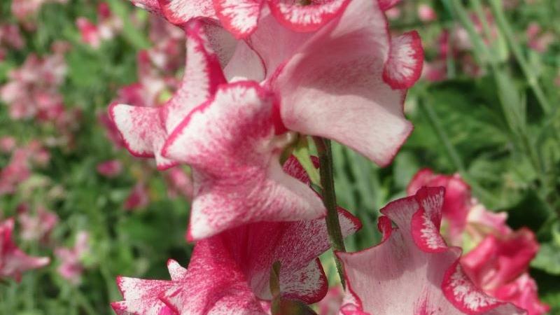 Sweet Pea Greenfingers Seeds