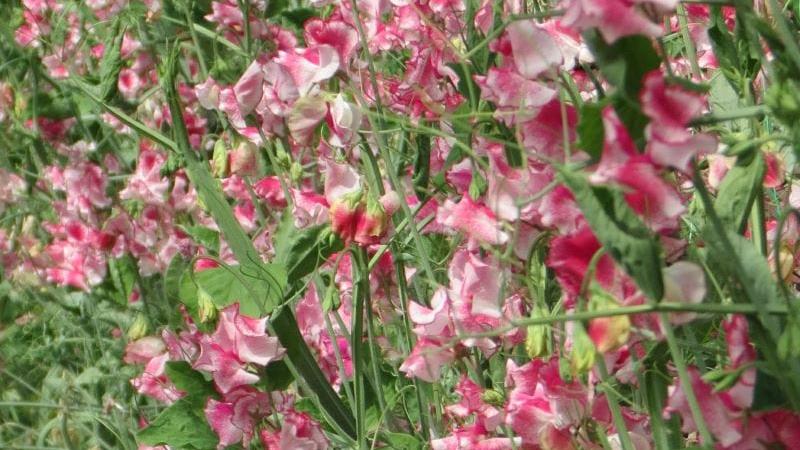 Sweet Pea Greenfingers Seeds