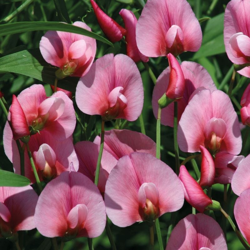 Sweet Pea Pink Tangier Pea Seeds