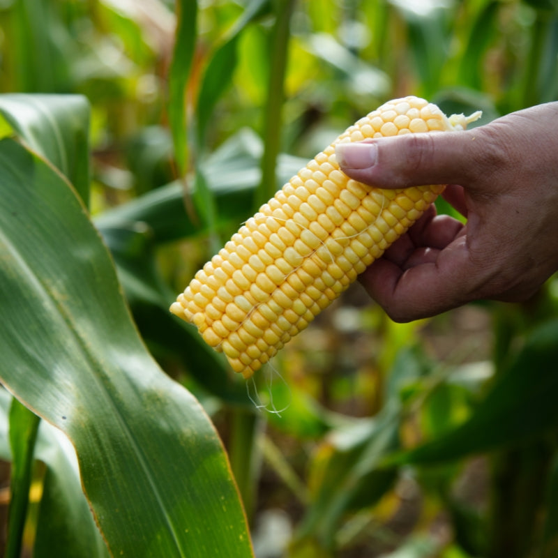 Hand holding a corn cob in a cornfield
