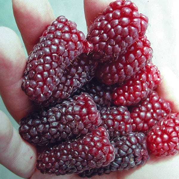 Tayberry Fruit Plant