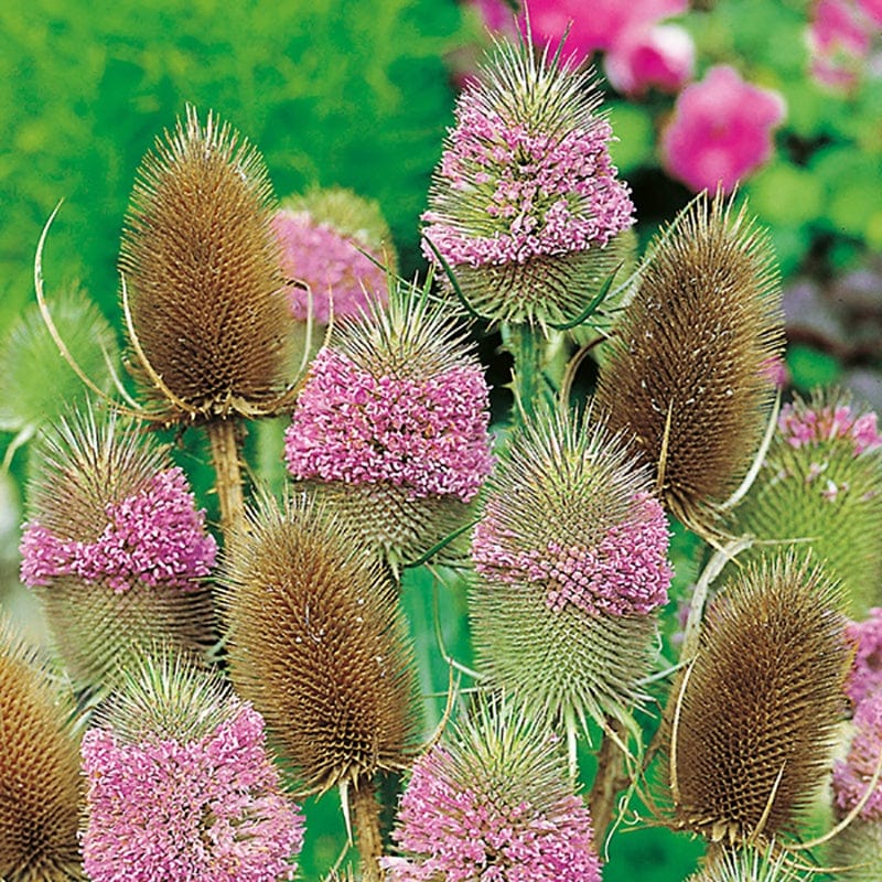 5 Young Plants Teasel Wild Flower Plants