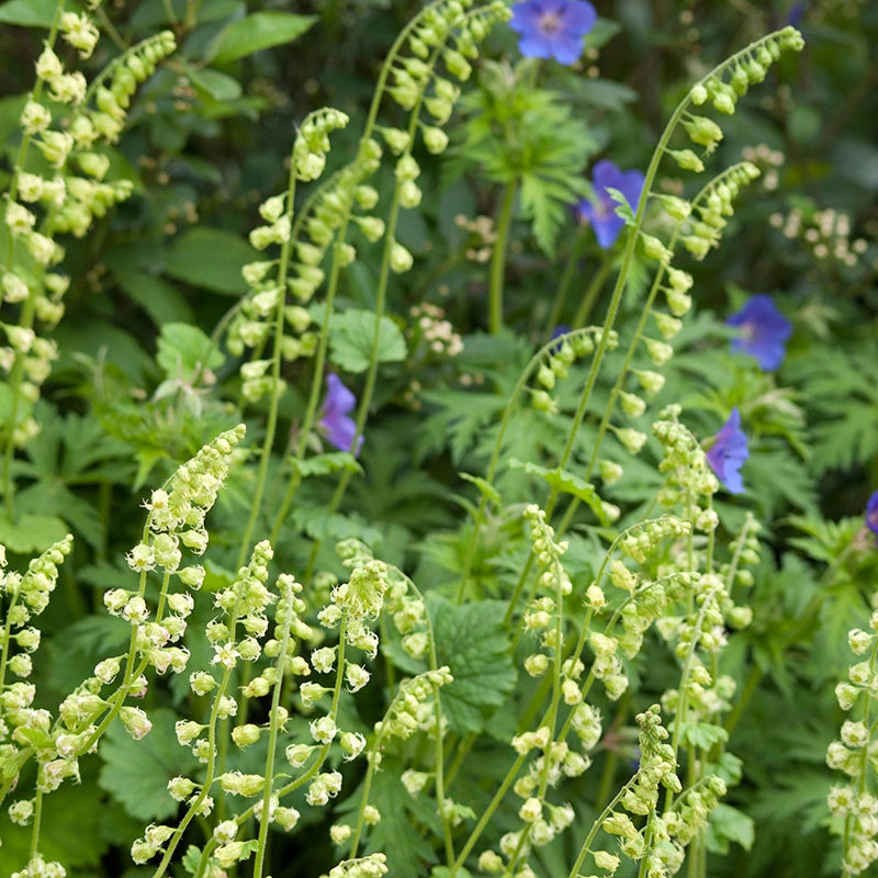 Tellima grandiflora Flower Plants