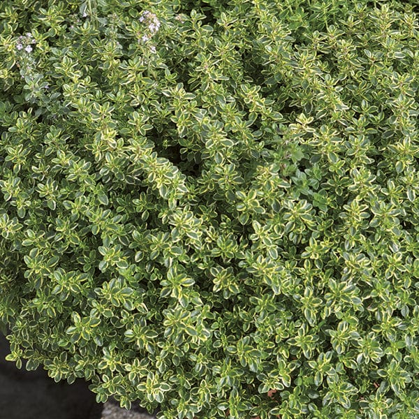 Lemon Thyme Herb Plants