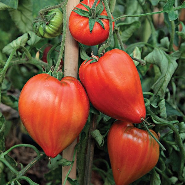 Tomato Coeur de Boeuf (Beefsteak) Grafted Plants