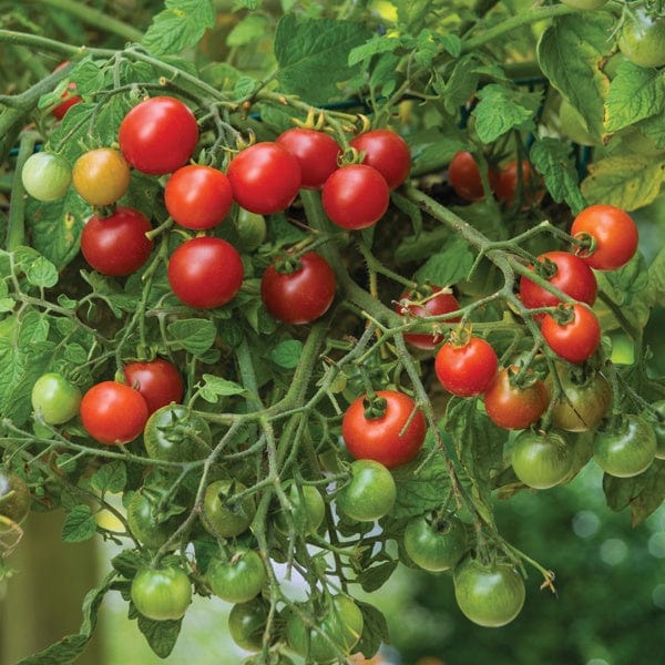 3 x 9cm Potted Plants (LATE) Tomato Losetto (Cherry) Veg Plants