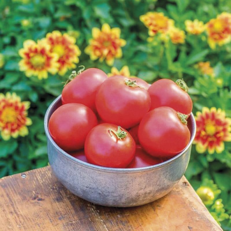 3 x 9cm Potted Plants (LATE) Tomato Crimson Crush F1 (Large) Veg Plants