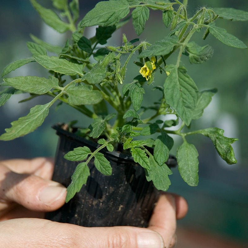 Outdoor Tomato Plant Collection