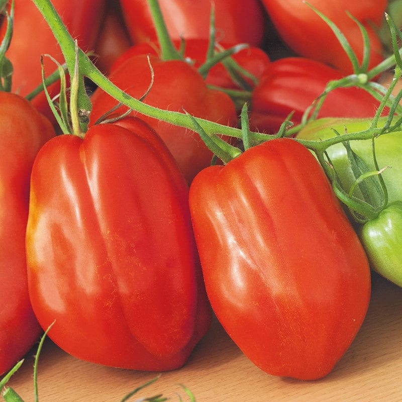 3 x 9cm Potted Plants (LATE) Tomato (Plum) Andine Cornue Grafted Vegetable Plants