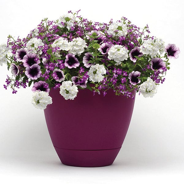 Trixi Treasure Chest Flower Plants