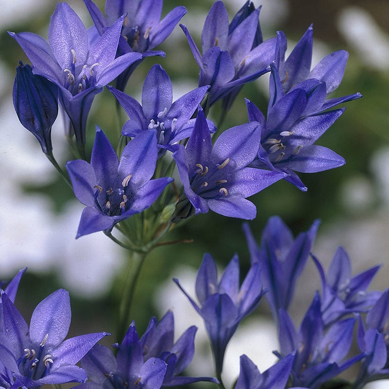 Triteleia Queen Fabiola Flower Bulbs