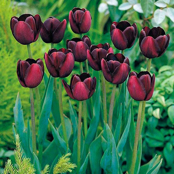 Tulip Queen of the Night (Single Late) Bulbs