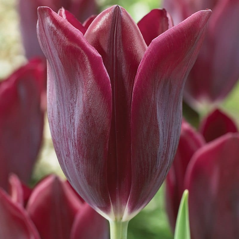 Tulip Havran Flower Bulbs (Triumph)