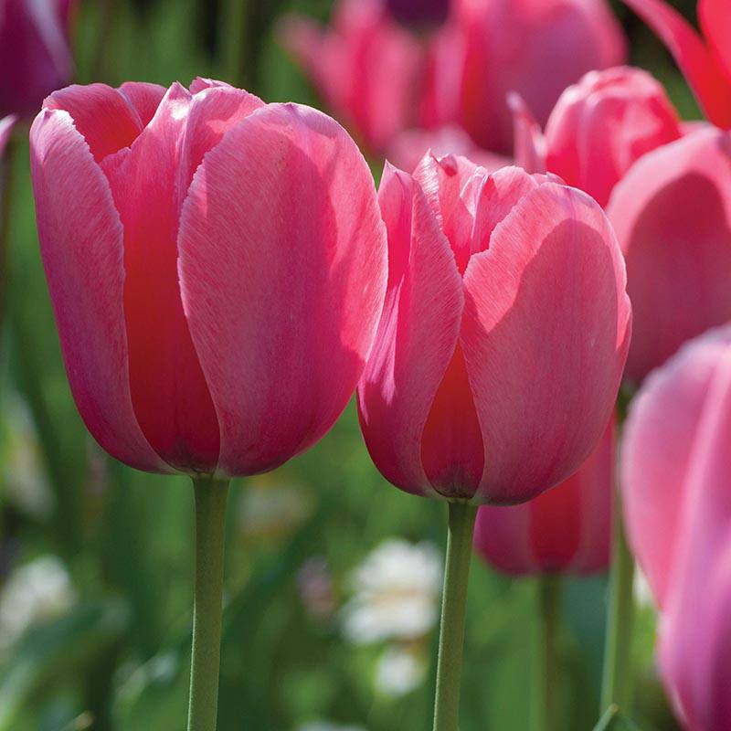 Tulip Menton Bulbs (Single Late)