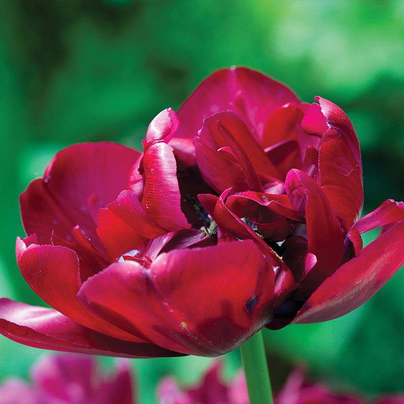 Tulip Antraciet Bulbs (Double Late)