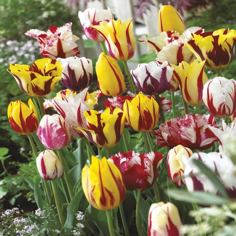 Tulip Rembrandt Mix Bulbs