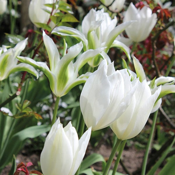 Tulip Green Star & White Triumphator Bulbs