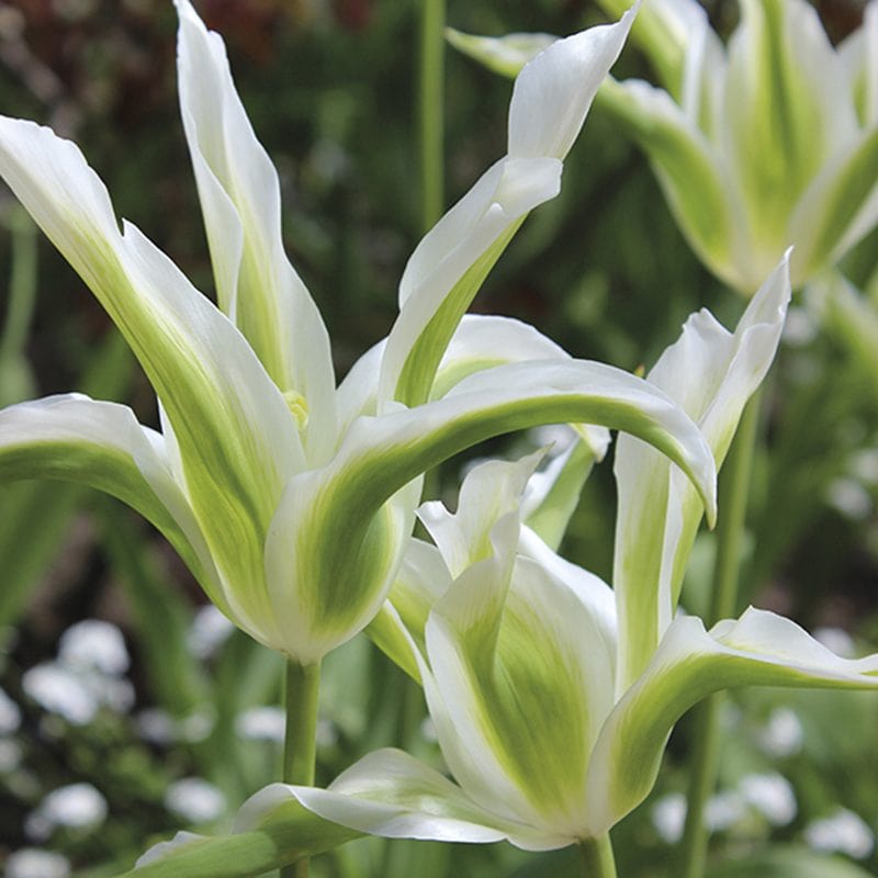 Tulip Green Star & White Triumphator Bulbs