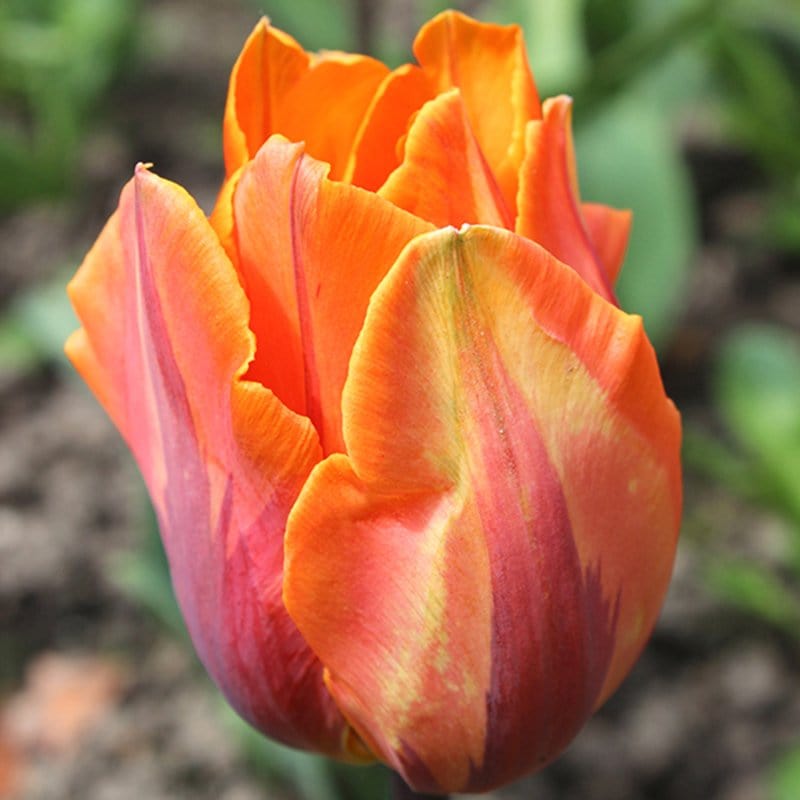 Tulip Prinses Irene Bulbs