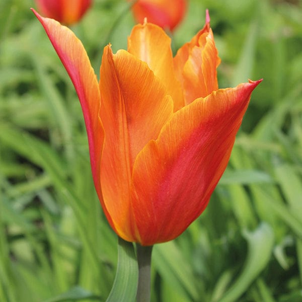 Tulip Ballerina Bulbs
