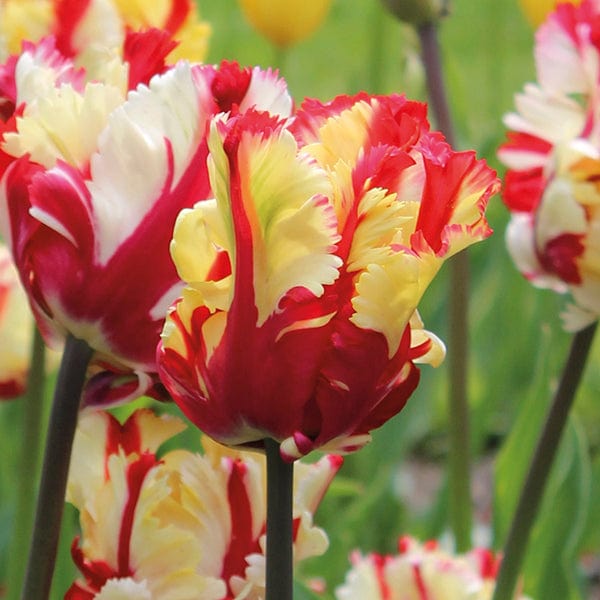 Tulip Flaming Parrot Bulbs