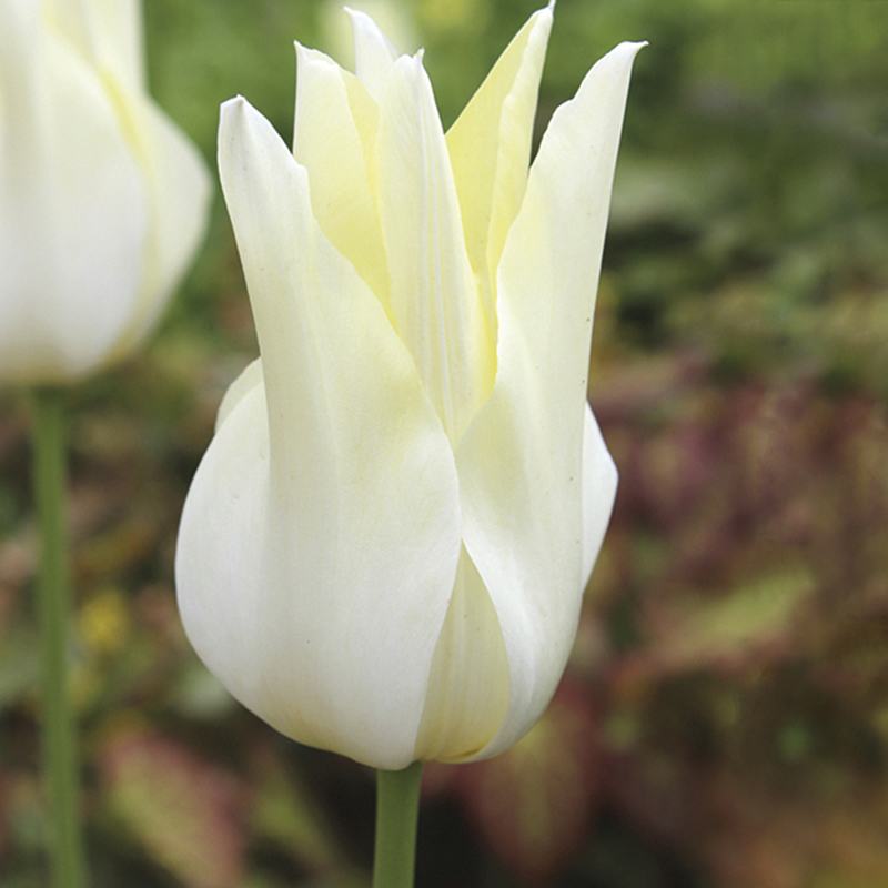 Tulip Green Star & White Triumphator Bulbs