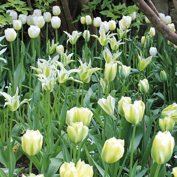 Key Lime Pie Tulip Bulb Collection