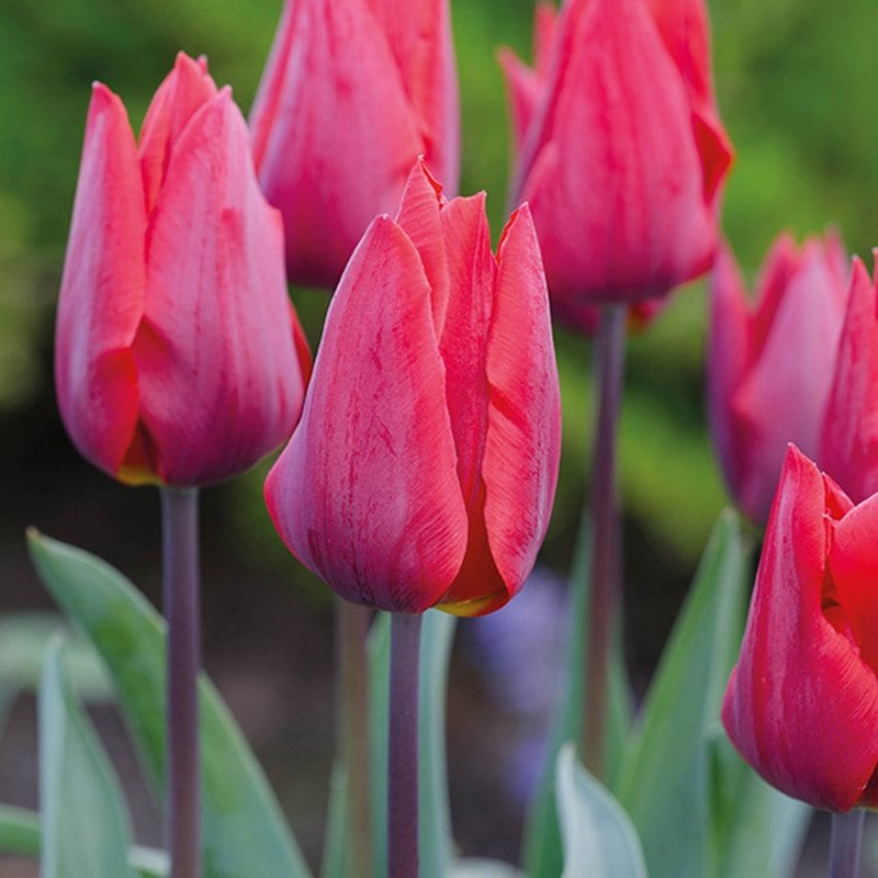 Tulip Coleur Cardinal Bulbs