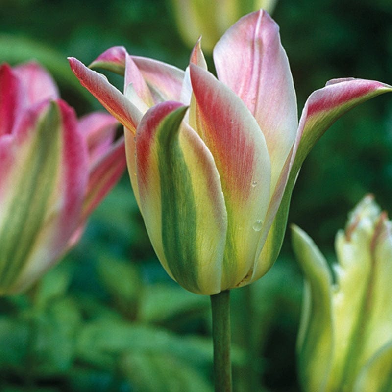 Tulip Groenland (Viridiflora) Bulbs